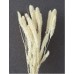 SETARIA 24" BLEACHED